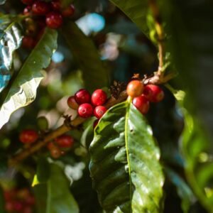 Single origin Assortments