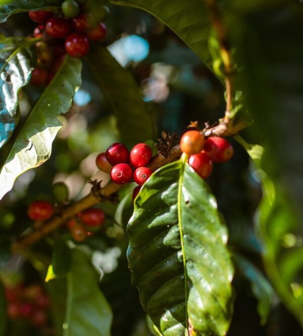 Single origin Assortments