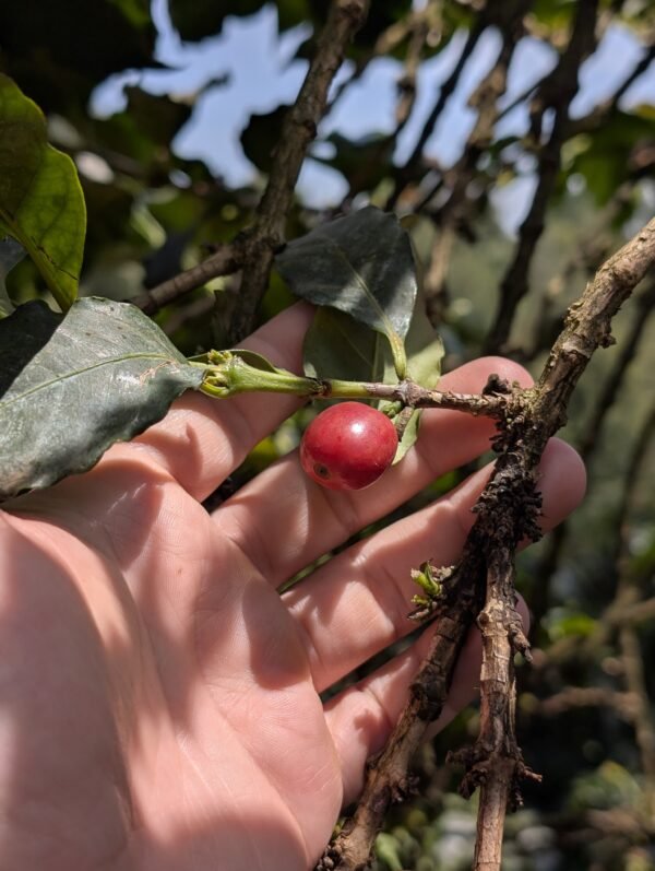 Espresso Assortments - Image 4